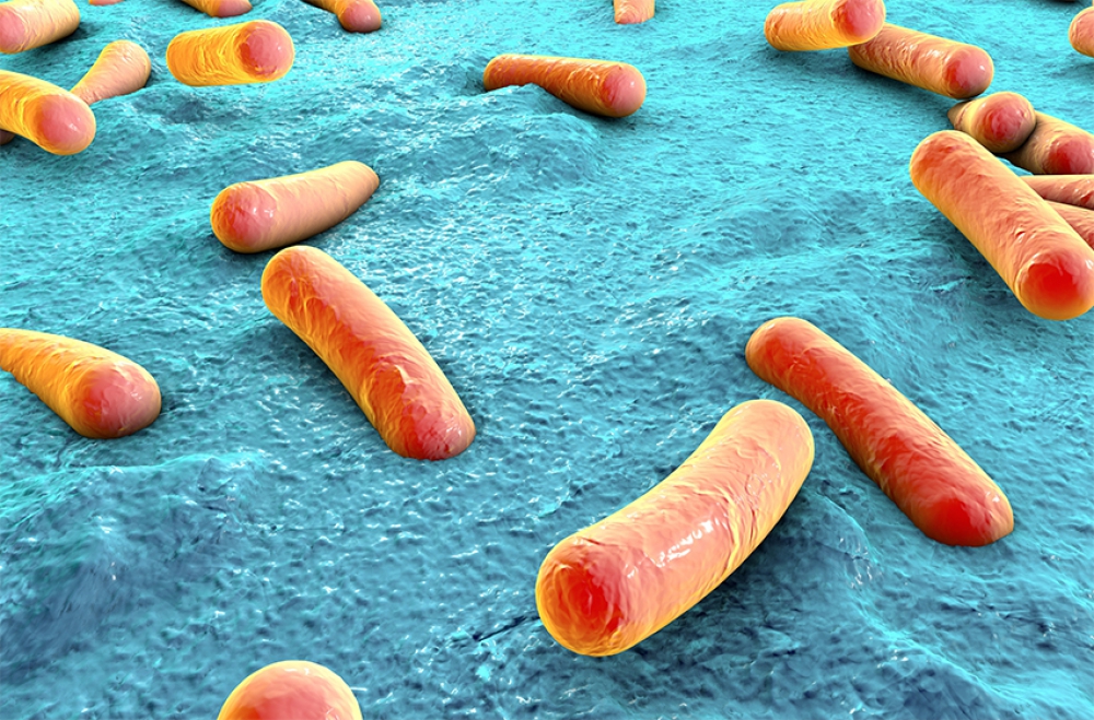 Food safety: the listeria risk. No more bacteria with waveco®